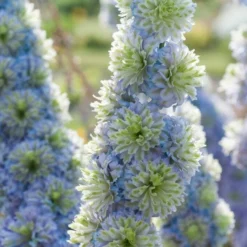 Roots Plants Perennials Delphinium 'Highlander Crystal Delight'