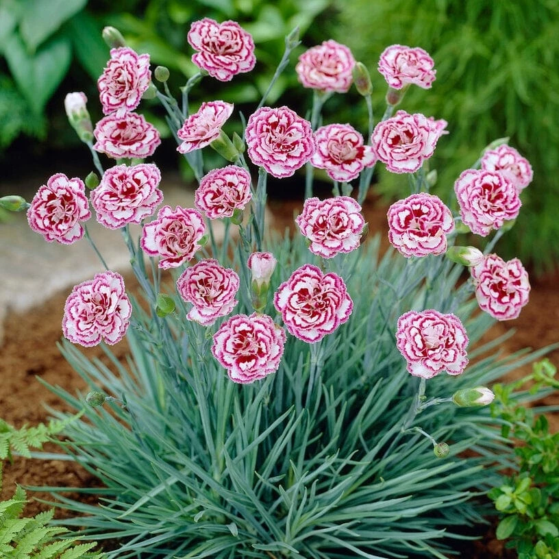 Roots Plants Perennials Dianthus 'Garden Pink Gran's Favourite' 3 Roots Plants Perennials Dianthus 'Garden Pink Gran's Favourite'