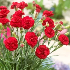 Roots Plants Perennials Dianthus'Scented Passion'