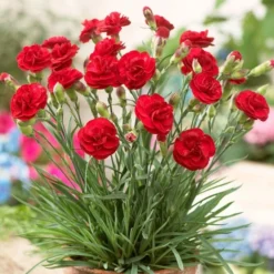 Roots Plants Perennials Dianthus 'Scented Passion'