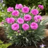 Roots Plants Dianthus 'Scented Tickled Pink'