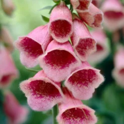 Roots Plants Foxglove 'mertonensis Summer King' | Digitalis Perennials