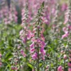 Roots Plants Foxglove 'Pink Panther' | Digitalis Perennials 2 Roots Plants Foxglove 'Pink Panther' | Digitalis Perennials