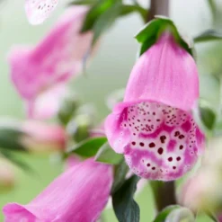 Roots Plants Foxglove 'Pink Panther' | Digitalis Perennials