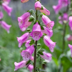 Roots Plants Foxglove 'Pink Panther' | Digitalis Perennials