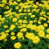 Roots Plants Doronicum 'Leonardo Compact'