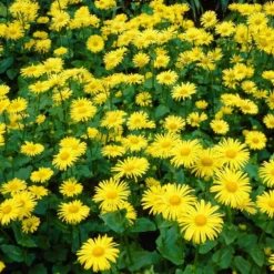 Roots Plants Doronicum 'Leonardo Compact'