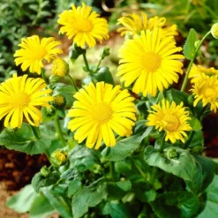 Roots Plants Doronicum 'Leonardo Compact'