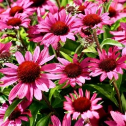 Roots Plants Perennials Echinacea 'Chunky Purple'