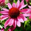 Roots Plants Perennials Echinacea 'Chunky Purple' 2 Roots Plants Perennials Echinacea 'Chunky Purple'