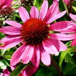 Roots Plants Perennials Echinacea 'Chunky Purple'