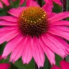 Roots Plants Echinacea 'Sensation Pink' Perennials 1 Roots Plants Echinacea 'Sensation Pink' Perennials