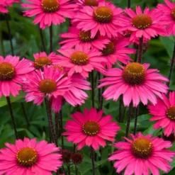 Roots Plants Echinacea 'Sensation Pink' Perennials