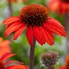 Roots Plants Echinacea 'Sunseekers Red' Perennials 1 Roots Plants Echinacea 'Sunseekers Red' Perennials