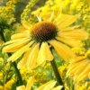 Roots Plants Echinacea 'Sunseekers Yellow' Perennials 1 Roots Plants Echinacea 'Sunseekers Yellow' Perennials