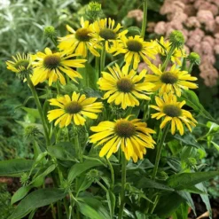 Roots Plants Echinacea 'Sunseekers Yellow' Perennials