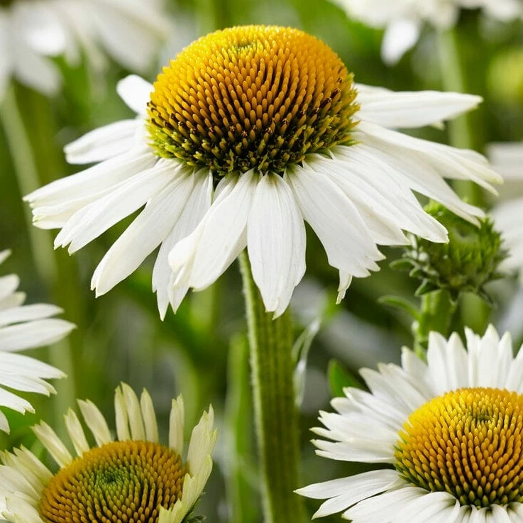 Roots Plants Echinacea 'White Meditation' Perennials 3 Roots Plants Echinacea 'White Meditation' Perennials