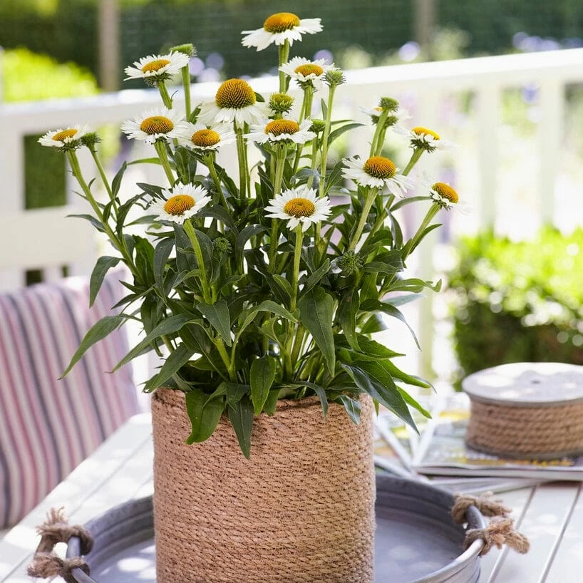 Roots Plants Echinacea 'White Meditation' Perennials 4 Roots Plants Echinacea 'White Meditation' Perennials