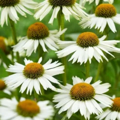 Roots Plants Echinacea 'White Meditation' Perennials 7 Roots Plants Echinacea 'White Meditation' Perennials
