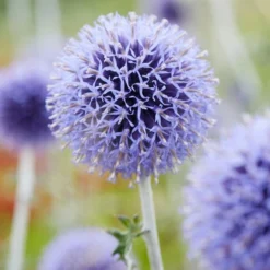 Roots Plants Perennials Echinops 'Ritro'