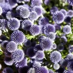 Roots Plants Perennials Echinops 'Ritro'