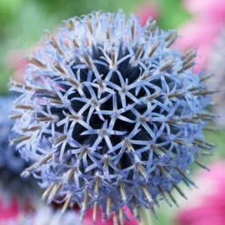 Roots Plants Echinops 'Taplow Blue'