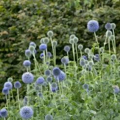 Roots Plants Echinops 'Taplow Blue'