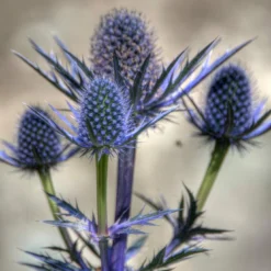 Roots Plants Eryngium 'Big Blue'