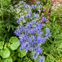 Roots Plants Eryngium 'Big Blue'