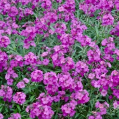 Roots Plants Perennials Erysimum'Wallflower Poem Lilac'