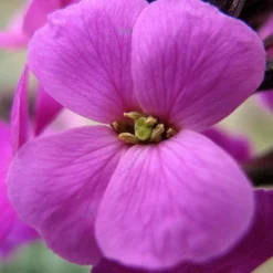 Roots Plants Perennials Erysimum 'Wallflower Poem Lilac'