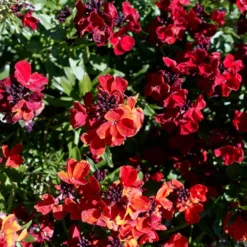 Roots Plants Erysimum 'Wallflower Winter Passion' Perennials