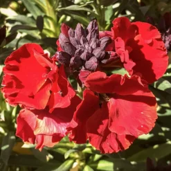 Roots Plants Erysimum 'Wallflower Winter Passion' Perennials