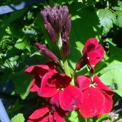 Roots Plants Erysimum 'Wallflower Winter Passion' Perennials