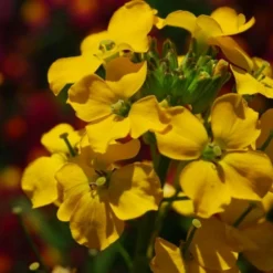 Roots Plants Perennials Erysimum 'Wallflower Winter Power'