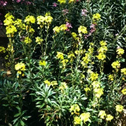 Roots Plants Perennials Erysimum 'Wallflower Winter Power'