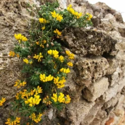 Roots Plants Perennials Erysimum 'Wallflower Winter Power'