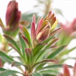 Roots Plants Perennials Euphorbia 'Martini'