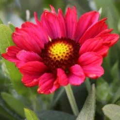 Roots Plants Gaillardia 'Mesa Red'