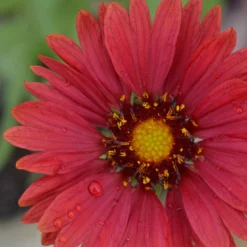 Roots Plants Gaillardia 'Mesa Red'