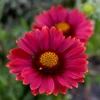 Roots Plants Gaillardia 'Mesa Red'