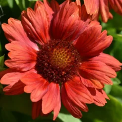 Roots Plants Gaillardia 'Mesa Red'