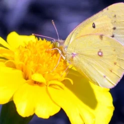 Roots Plants Perennials Gaillardia 'Mesa Yellow' 11 Roots Plants Perennials Gaillardia 'Mesa Yellow'