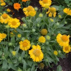 Roots Plants Perennials Gaillardia 'Mesa Yellow'