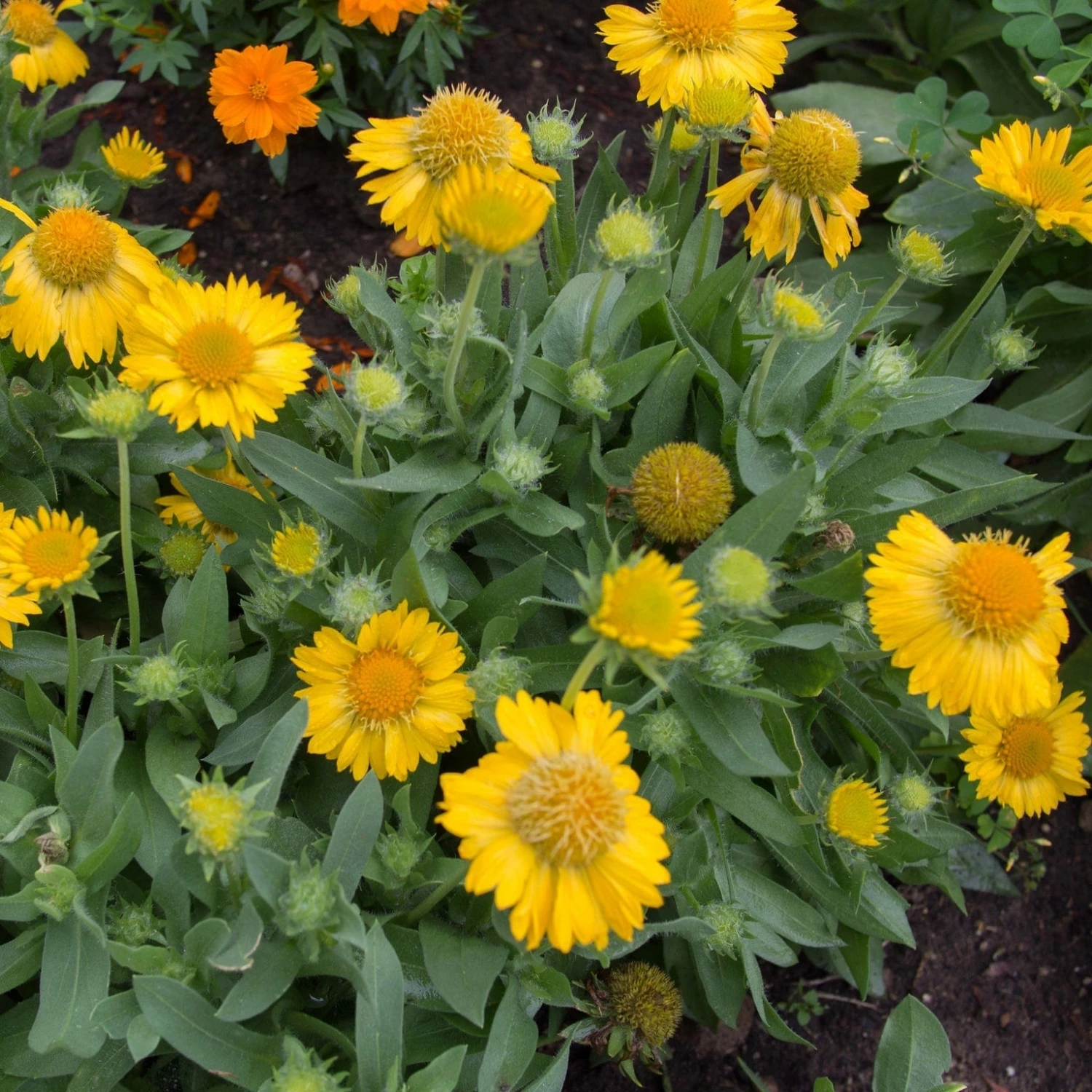 Roots Plants Perennials Gaillardia 'Mesa Yellow' 4 Roots Plants Perennials Gaillardia 'Mesa Yellow'