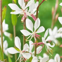 Roots Plants Perennials Gaura'Whirling Butterflies'