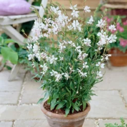 Roots Plants Perennials Gaura 'Whirling Butterflies'