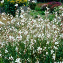 Roots Plants Perennials Gaura 'Whirling Butterflies'
