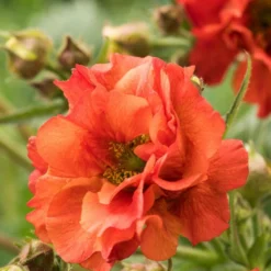 Roots Plants Geum 'Scarlet Tempest'
