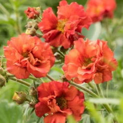Roots Plants Geum 'Scarlet Tempest'